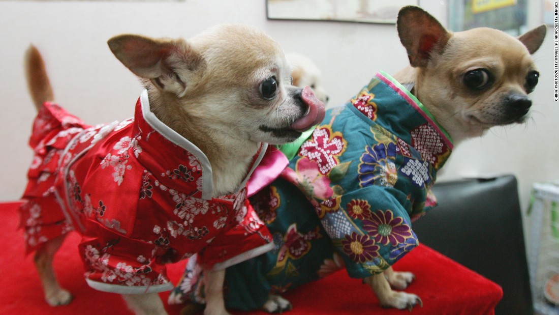 Want to read your dog’s mind? Japan’s boom in weird wearable tech